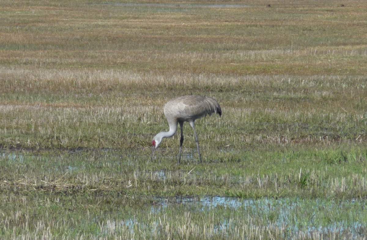 SandhillCranes_2.JPG