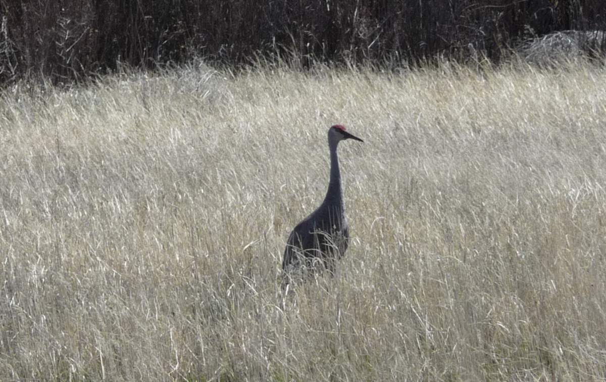 SandhillCranes_4.JPG
