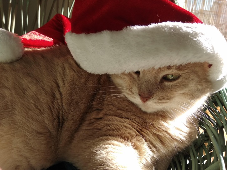 santa cat.jpg