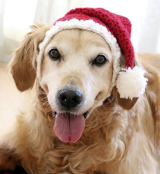 Santa Dawg.png
