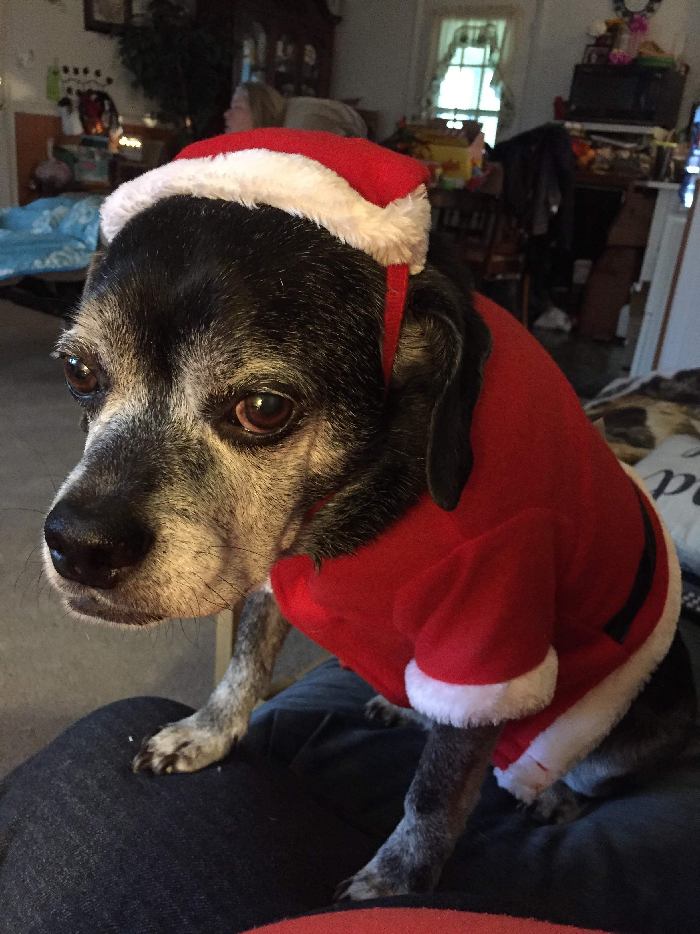 Santabuddy.jpg