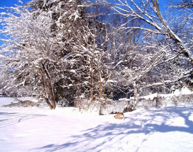 SANY0026a.jpg