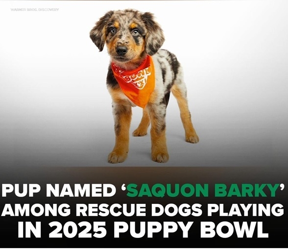saquon barky.jpg