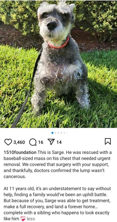 sarge dog.jpg