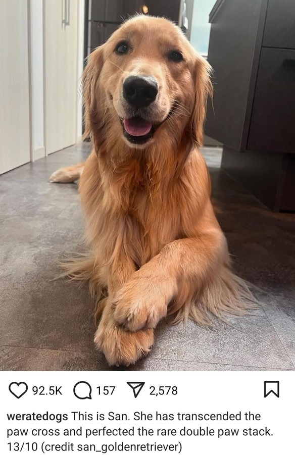 sari dog.jpg