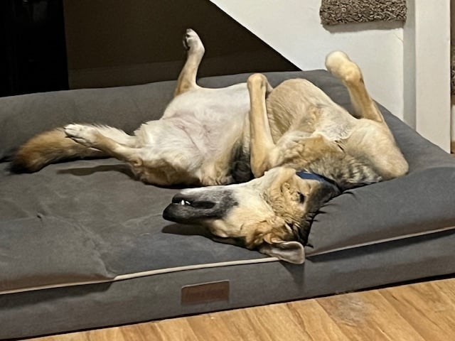 Sasha on back.jpg