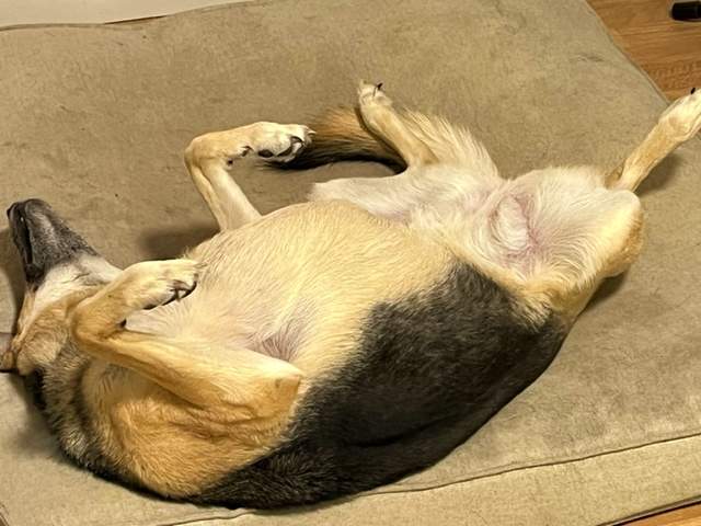 Sasha sleeping.jpg