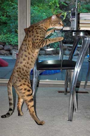 savannah_cat_standing.jpg