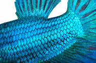 scales are for fish.jpg