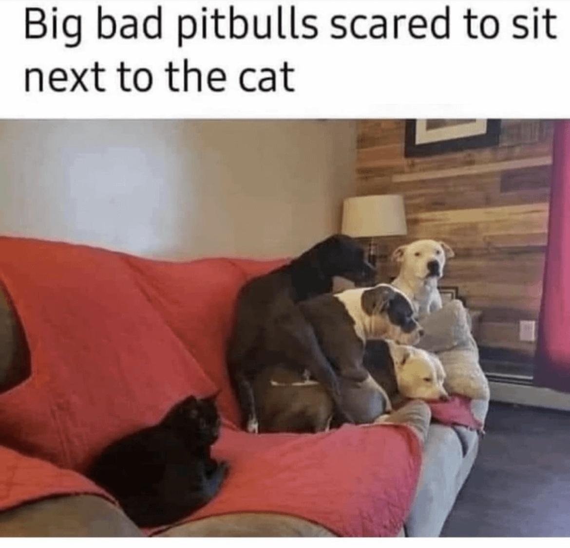 scared-dogs-3345180912.jpg