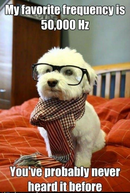 science_meme_dog_my_favorite_frequency.jpg