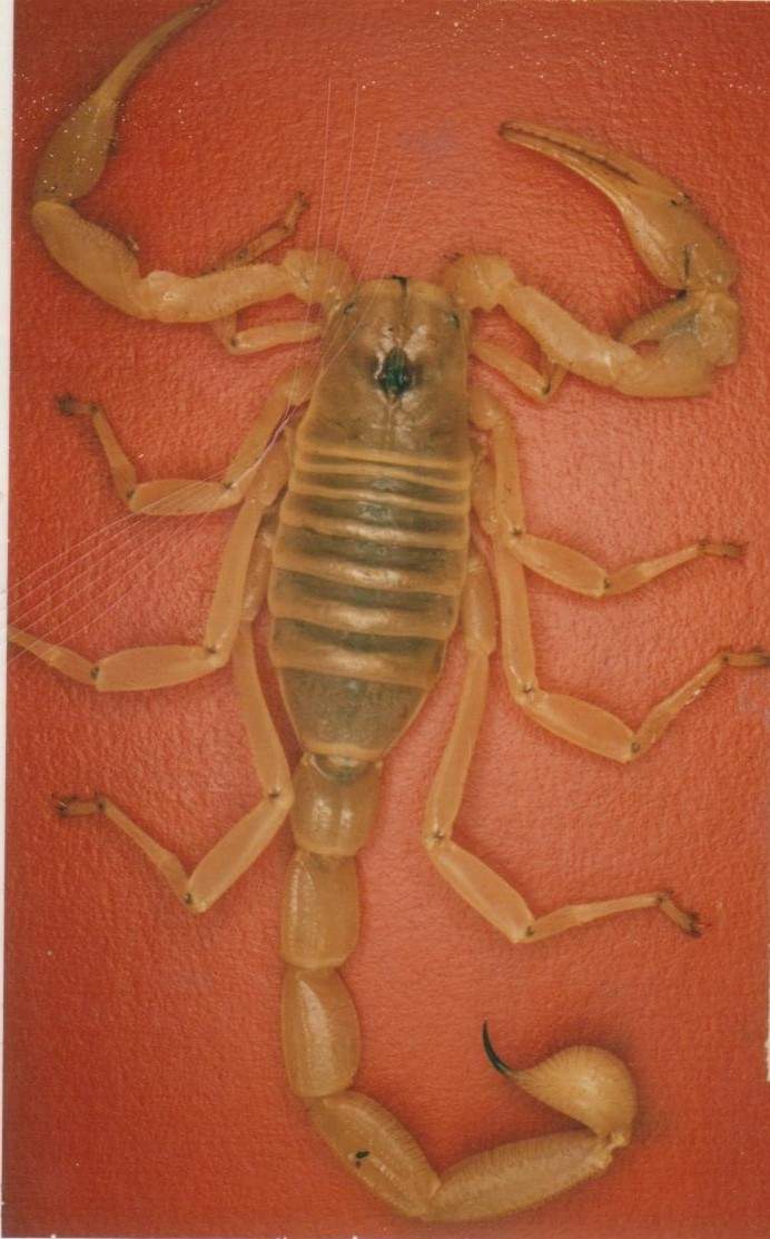 scorp 001.jpg