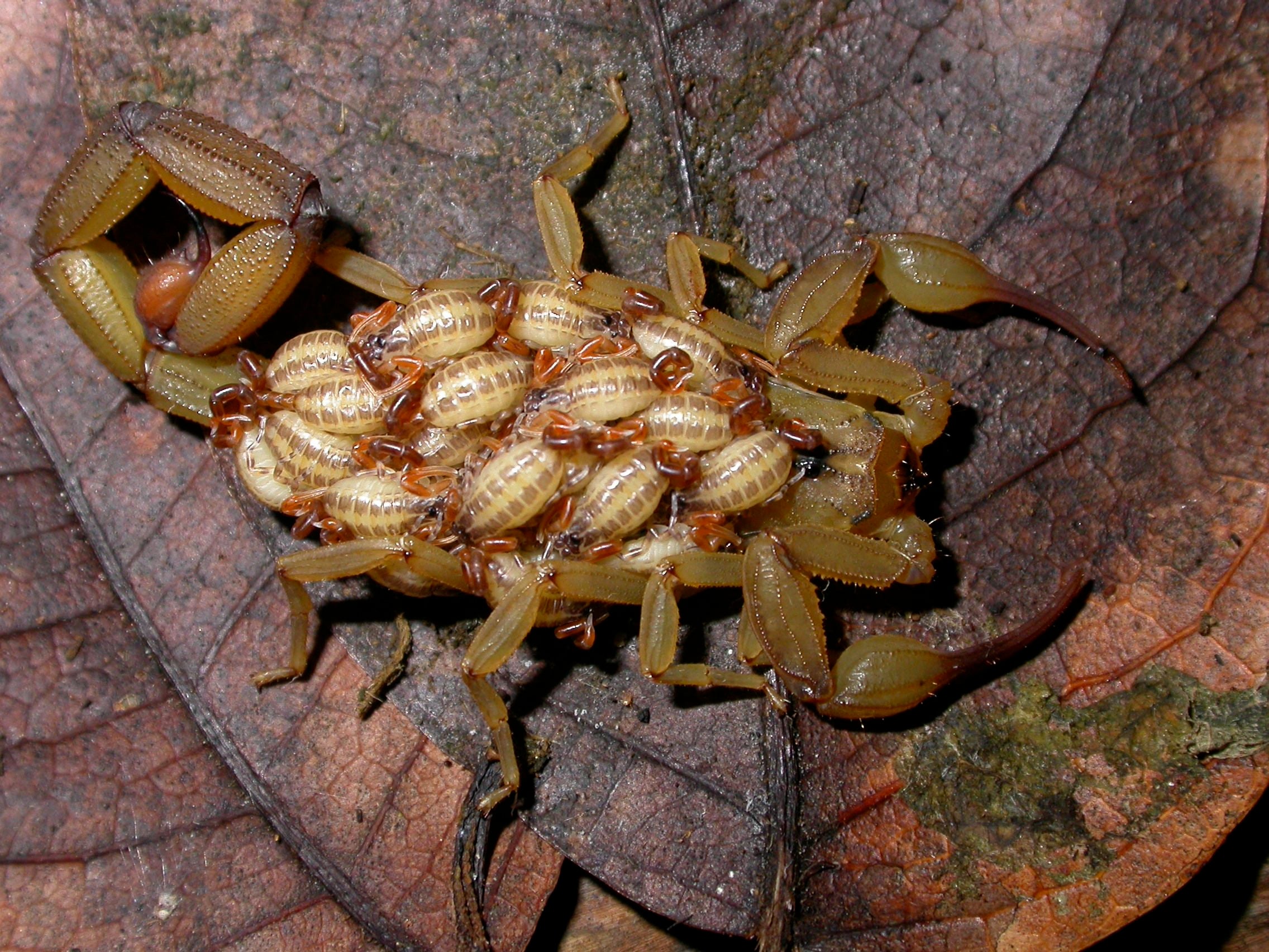 Scorpion-Babies.jpg