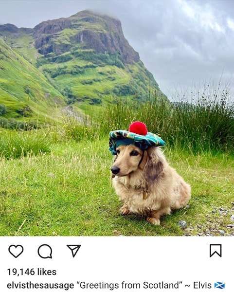 scottish dog.jpg