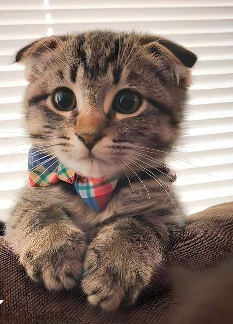 scottish fold.jpg