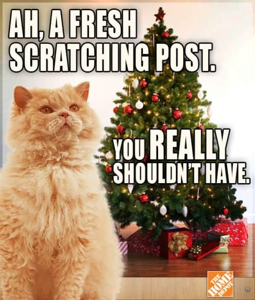 scratching-tree-4015948405.jpeg
