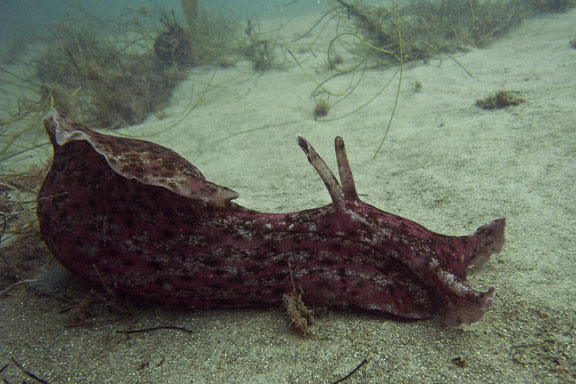 sea-hare_chris-nelson.jpg