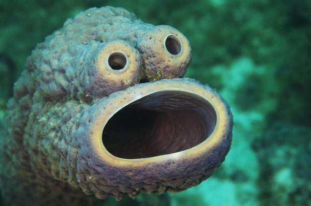 Sea-Sponge.jpg