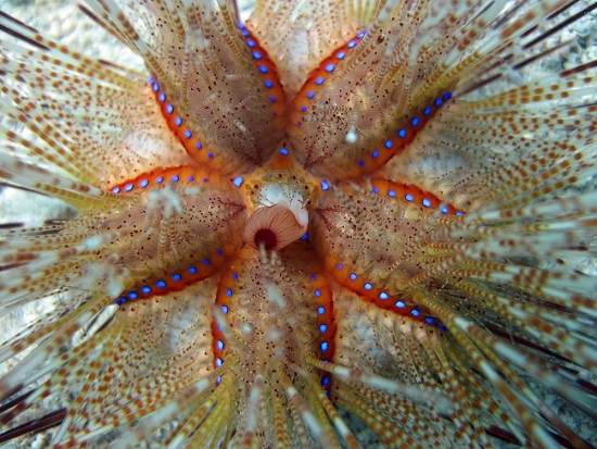 sea urchin.JPG