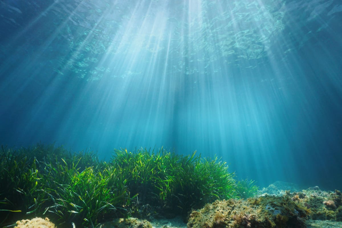 seagrass.jpg