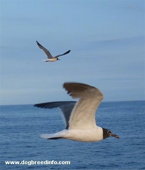 SeagullCIMG5552.jpg