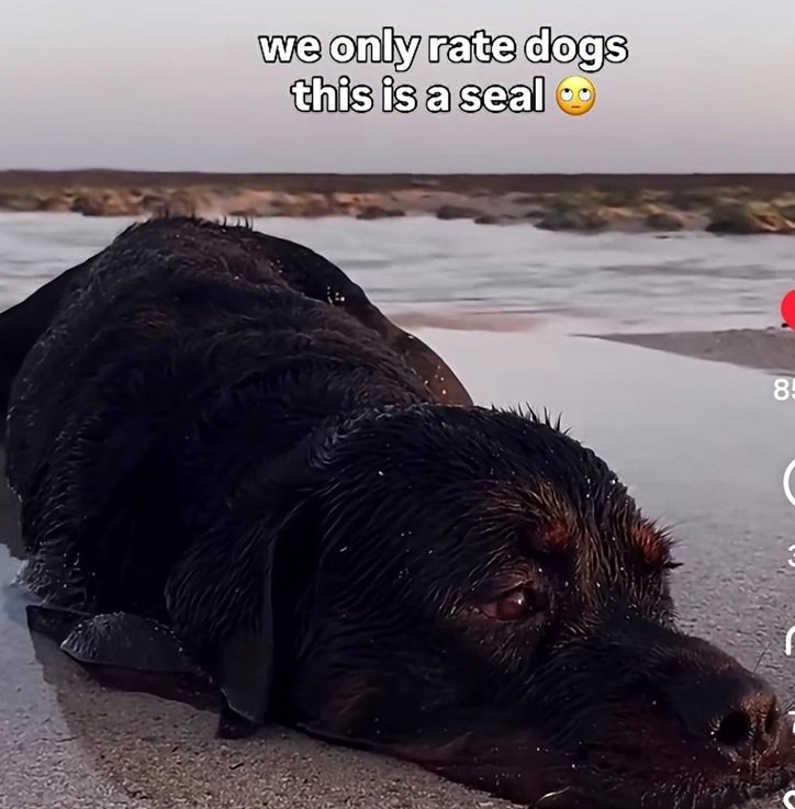 Seal dog.jpg