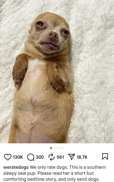 seal pup.jpg