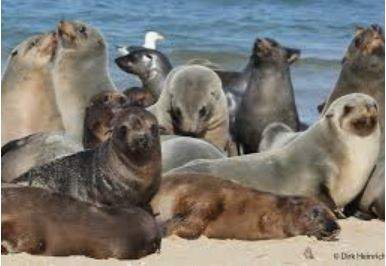 seals.JPG