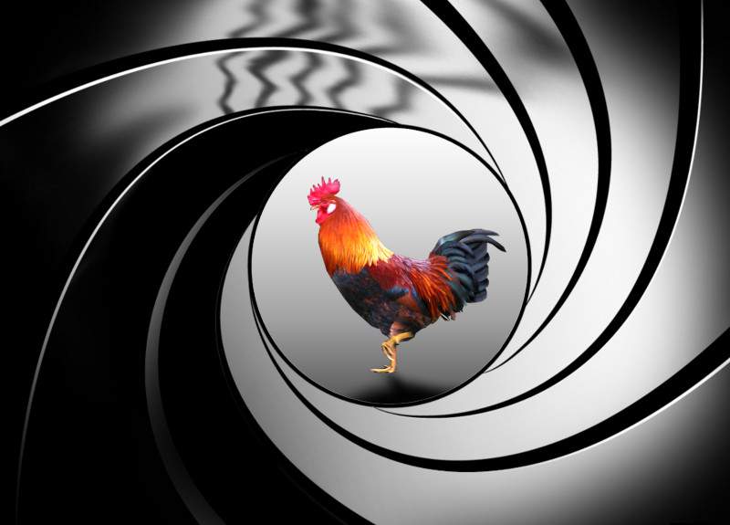 secret chicken.jpg