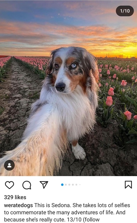 sedona dog.jpg