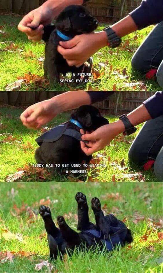 seeing eye dog.jpg