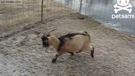 SelfassuredTepidAngora-size_restricted.gif