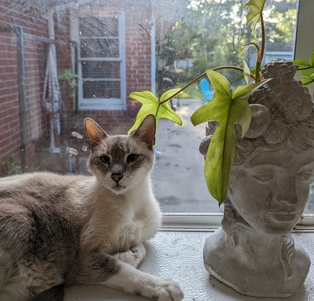 senior cat window.jpg