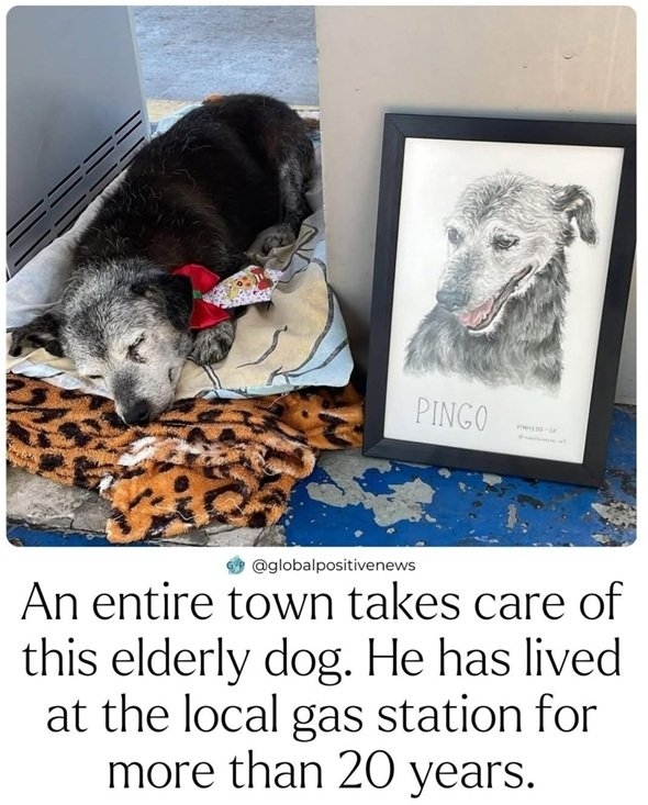 senior dog 1.jpg
