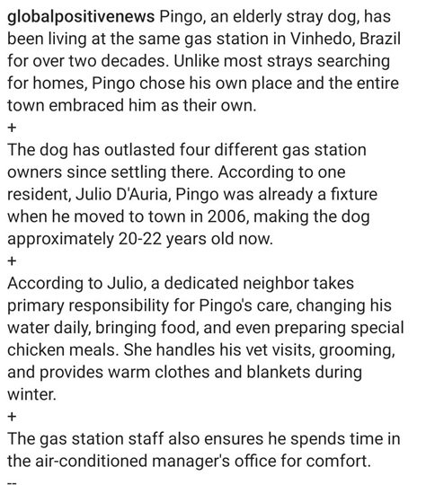 senior dog 2.jpg