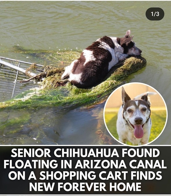 senior dog.jpg