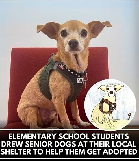 senior dog.jpg