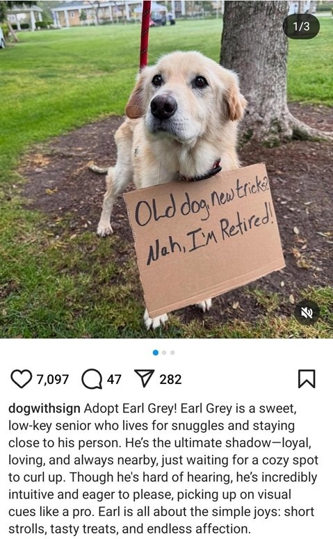 senior dog.jpg