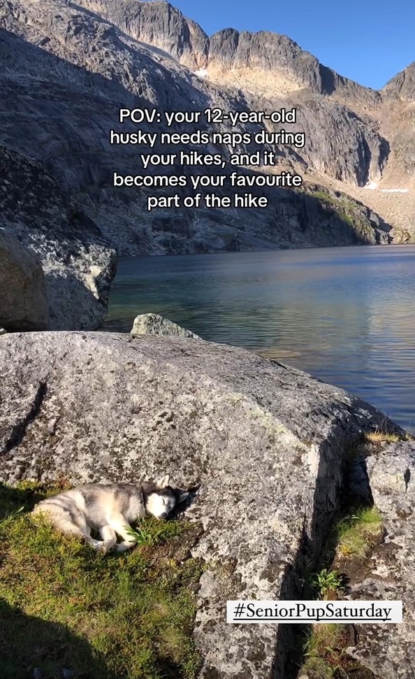 senior husky.jpg