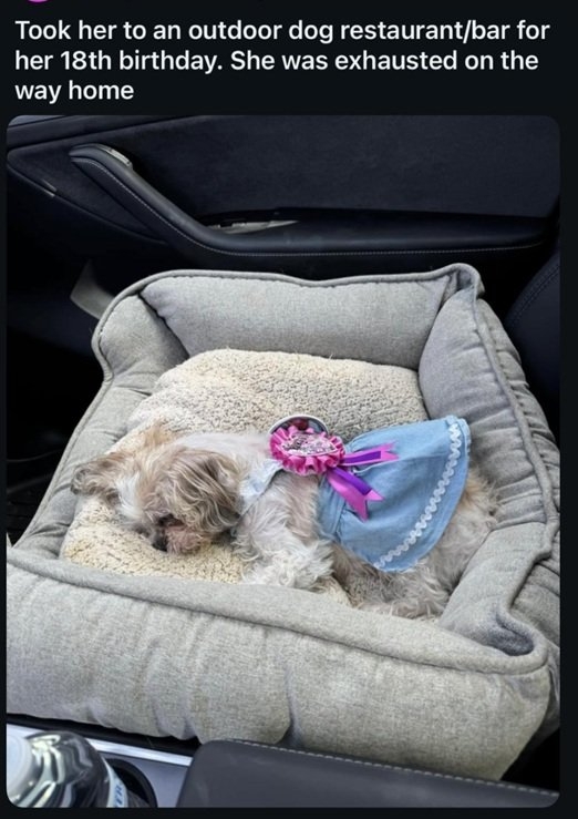 senior pup.jpg
