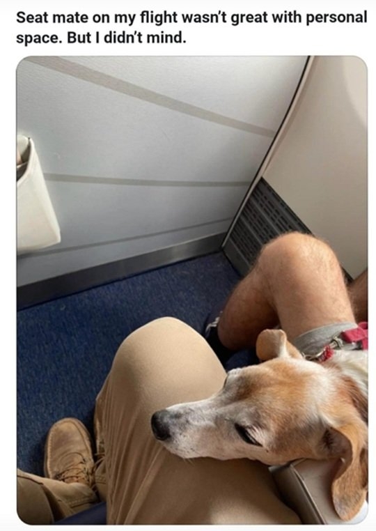 senior pup.jpg