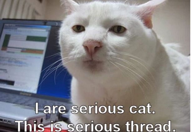 serious%2520cat.jpg