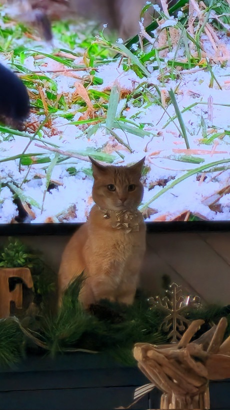 serious cat.jpg