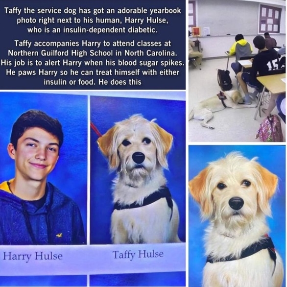 service dog.jpg