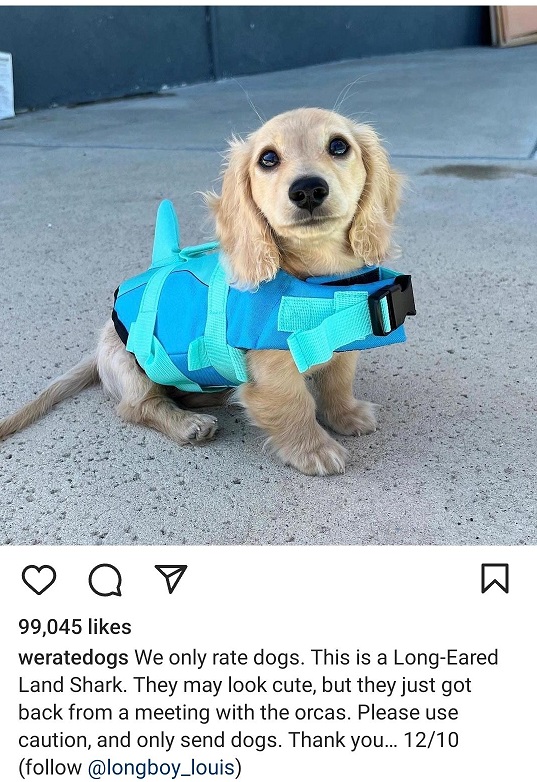 shark dog.jpg