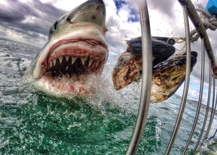 shark teeth ooh haha.jpg