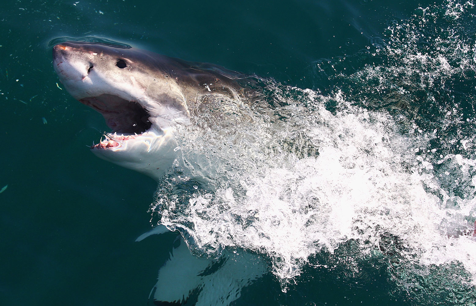 shark-week-slideshow-3.jpg