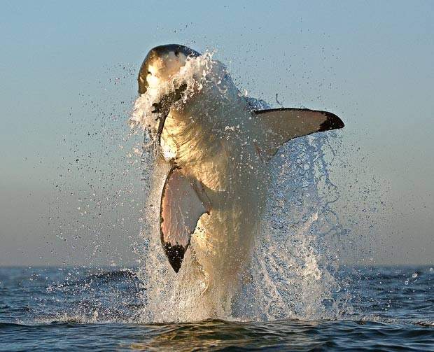 shark1_1652015i.jpg