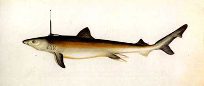 shark_remote.jpg