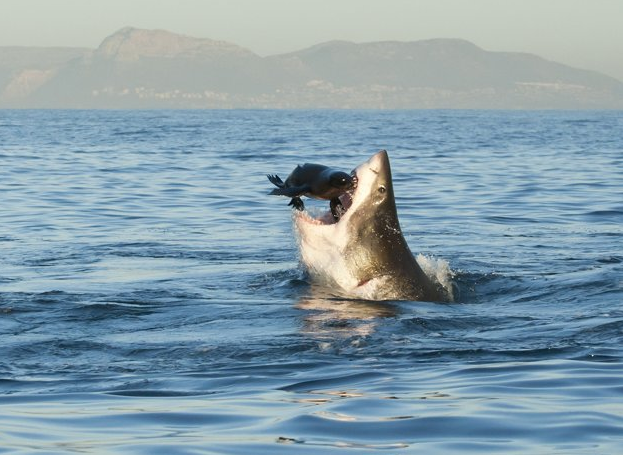 sharkpng.png
